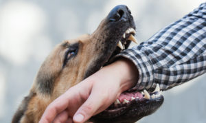 How Marzzacco Niven & Associates Can Help After a Dog Bite in York, PA