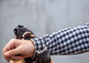 Why Should I Trust Marzzacco Niven & Associates To Handle My Lebanon Dog Bite Claim?