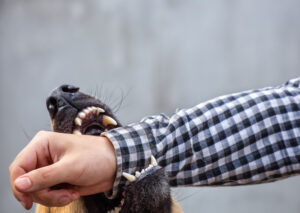 How Marzzacco Niven & Associates Can Help With a Dog Bite Claim in Wyomissing, PA