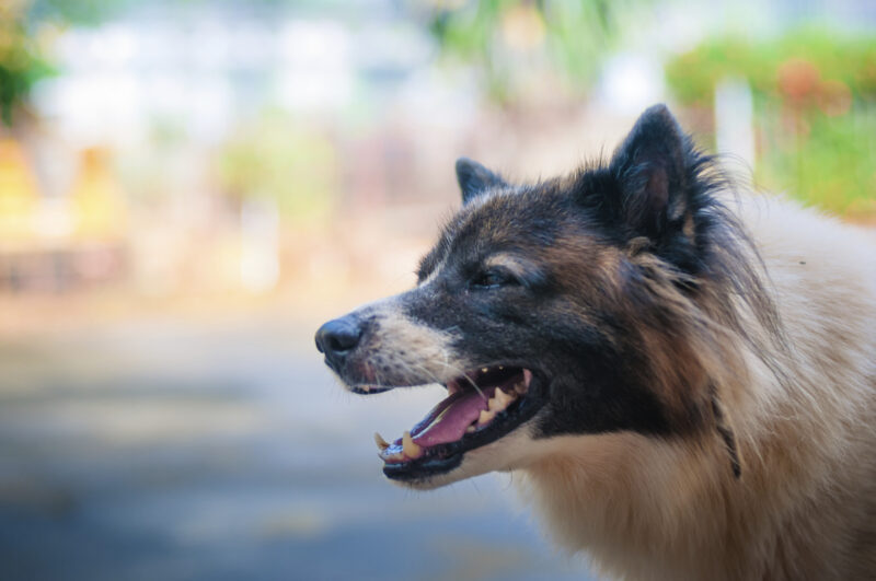 Are Wolf Hybrids Legal in Pennsylvania?