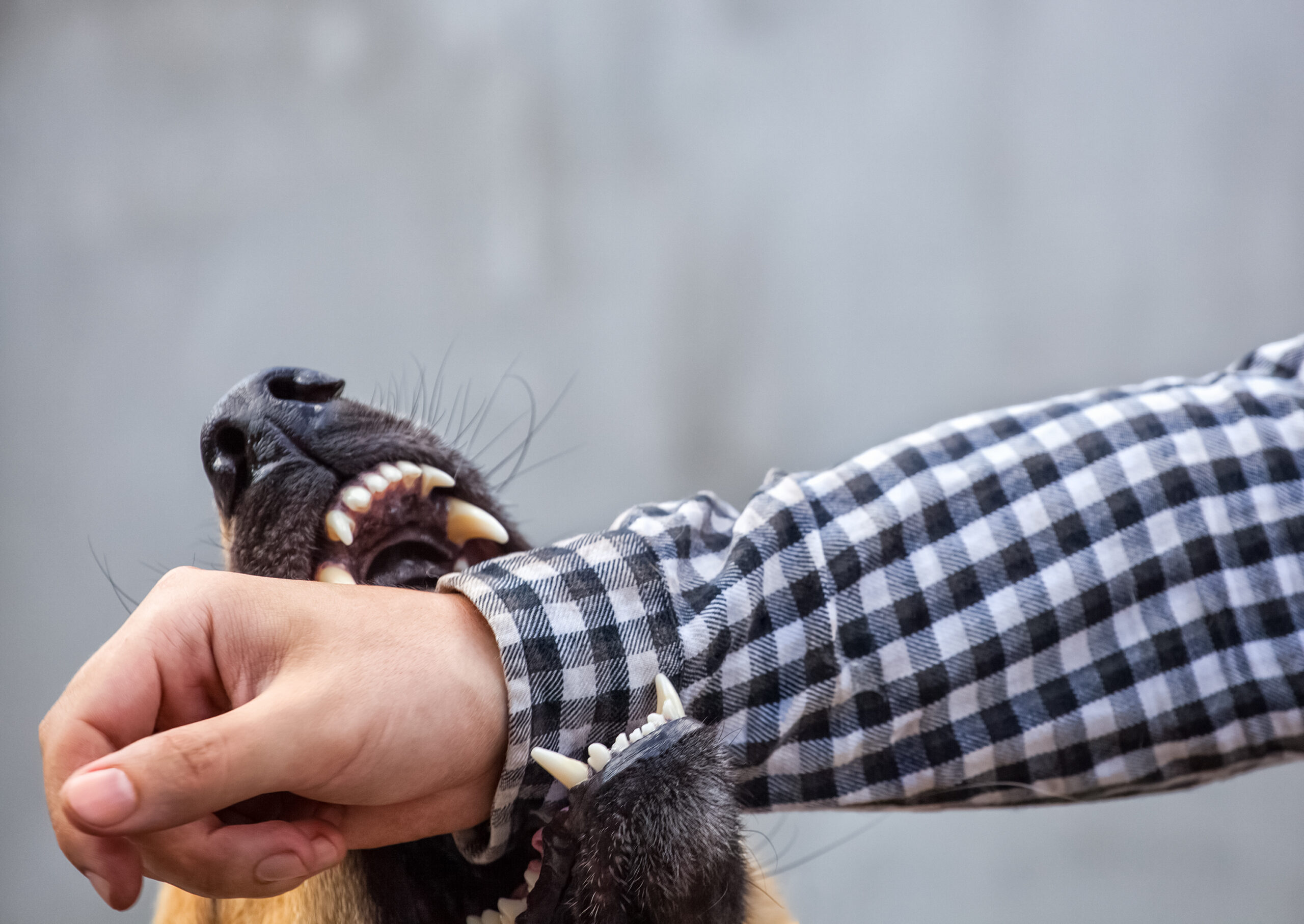 Pennsylvania Dog Bite Laws and Homeowners’ Insurance Policies